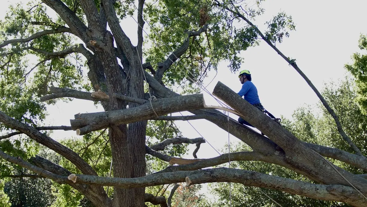 Professional Crown Thinning performed by certified arborists in Telford